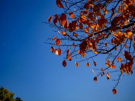 茶色く紅葉した桜の葉と青空 晩秋,青空,日射しの写真素材