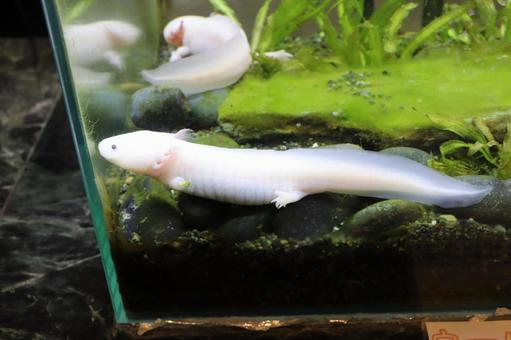 Photo, wooper looper, mexican salamander, amphibian, 