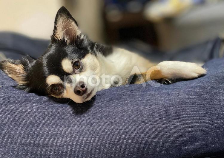 眠そうにこっちを見るチワワ 犬,いぬ,癒しの写真素材