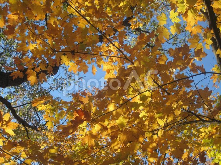 トロント、ハイパークの美しい紅葉 カナダ,トロント,ハイパークの写真素材