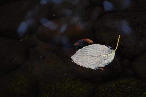 落ち葉 落ち葉,葉,植物の写真素材