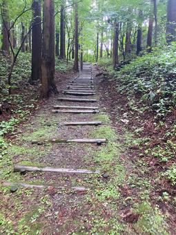 苔むした登山道 苔むした登山道 登山,トレッキング,ハイキングの写真素材