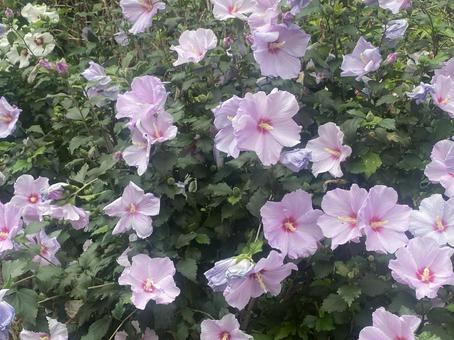 ピンクの花　ガーデニング　 ピンクの花,ガーデニング,gardeningの写真素材