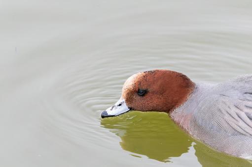 水面に顔を映すヒドリガモ 水面に顔を映すヒドリガモ ヒドリガモ,鴨,野鳥の写真素材