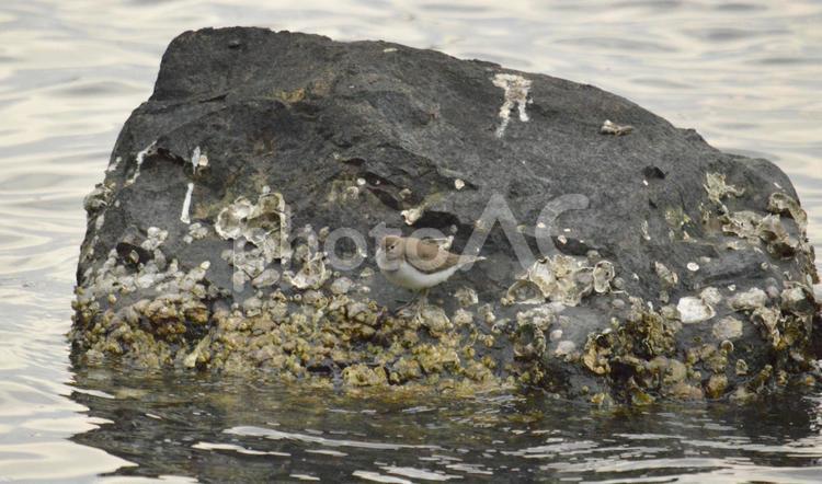 海の近くの鶯（ウグイス） 鳥,ウグイス,小鳥の写真素材