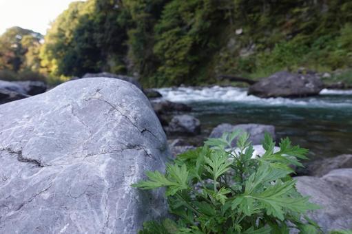 多摩川 多摩川の写真