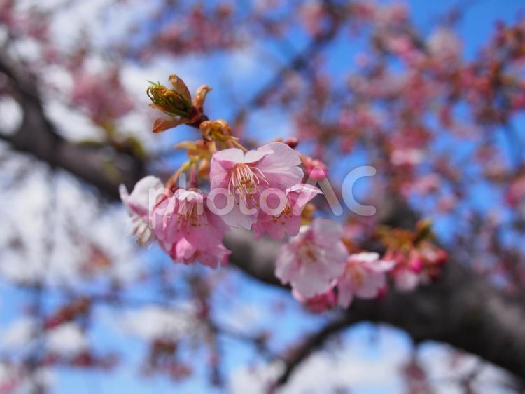 桜　春の訪れ 桜,春の訪れ,桜の花の写真素材