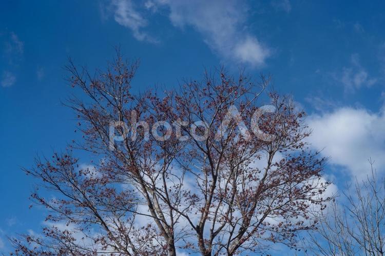 枯れた葉が付いたままの紅葉と冬の空 空,青空,冬の空の写真素材