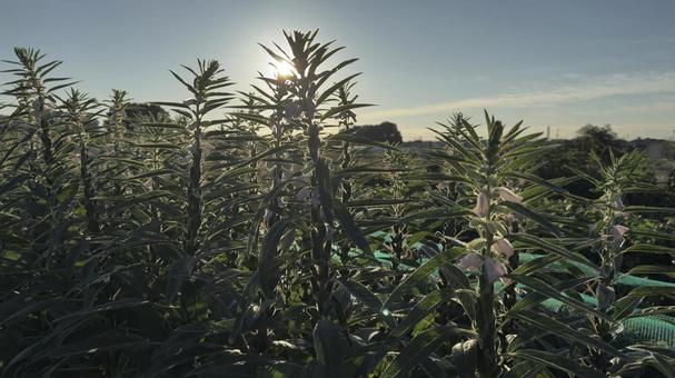 朝日のゴマの花シルエット 田舎の畑 朝日のゴマの花シルエット 田舎の畑 花,ゴマ,胡麻の写真素材