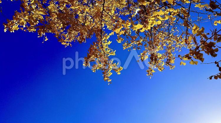 ピークを迎えた紅葉したいちょう いちょう,紅葉,黄の写真素材