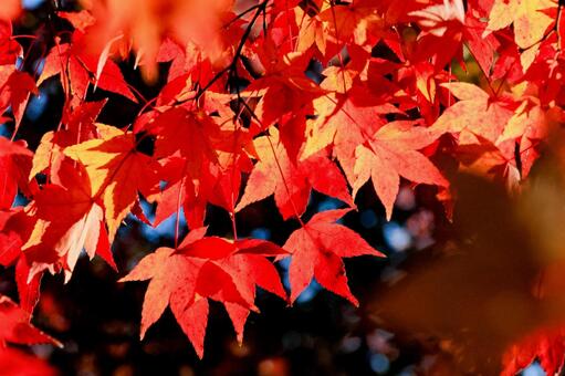 長谷寺 長谷寺,もみじ,紅葉の写真素材