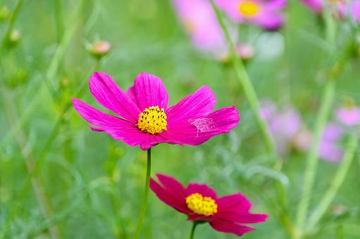 ピンク色のコスモスのアップ ピンク色のコスモスのアップ コスモス,花,ピンクの写真素材