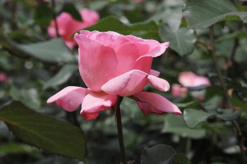 バラ・薔薇 クイーンエリザベス バラ・薔薇 クイーンエリザベスの写真