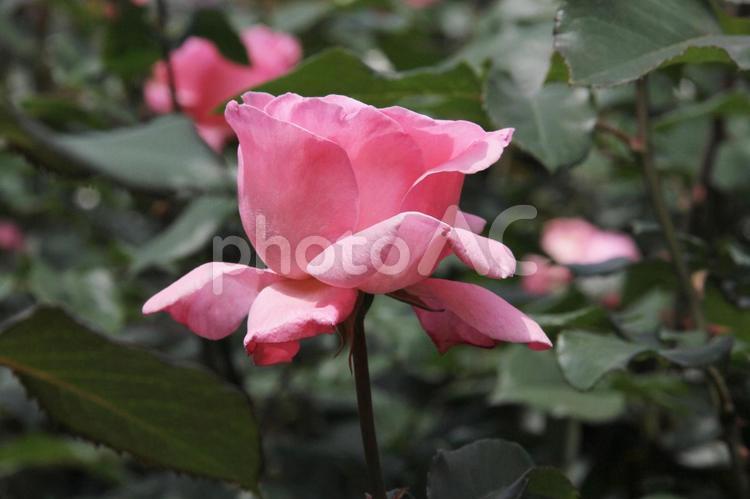 バラ・薔薇　クイーンエリザベス クローズアップ,殿堂入りバラ,ハイブリットティの写真素材