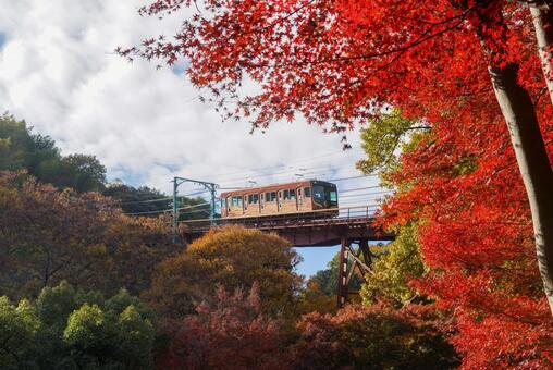 神応寺の紅葉とケーブルカー 11月,秋,紅葉の写真素材