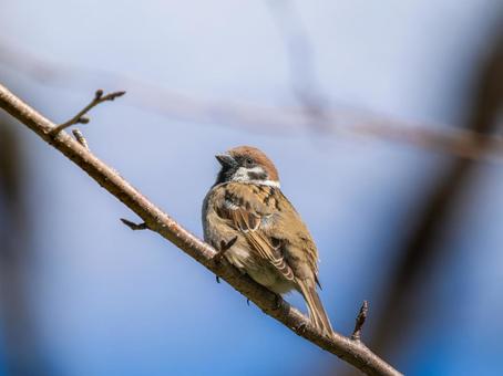 枝にとまるスズメ 枝にとまるスズメ スズメ,雀,鳥の写真素材