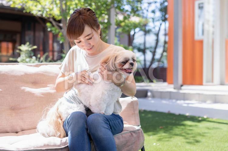 犬のケアをする女性 犬,世話,飼い主の写真素材