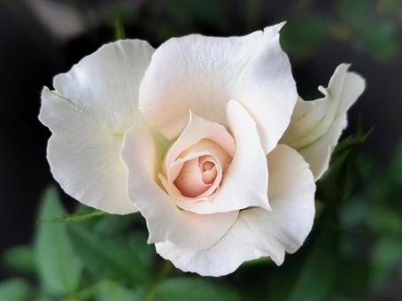 ベランダのバラ・シャリマー ベランダのバラ・シャリマー バラ,薔薇,シャリマーの写真素材