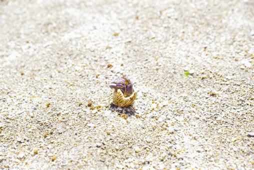 沖縄の浜辺のヤドカリ 沖縄の浜辺のヤドカリ ヤドカリ,砂浜,ビーチの写真素材