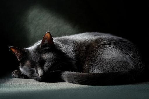 光を浴びて気持ちよさそうに眠る黒猫 光を浴びて気持ちよさそうに眠る黒猫の写真