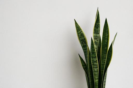 【観葉植物】サンスベリアと白い壁 【観葉植物】サンスベリアと白い壁の写真
