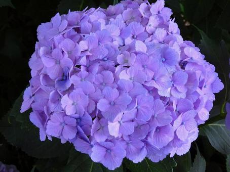 紫陽花 紫陽花の写真