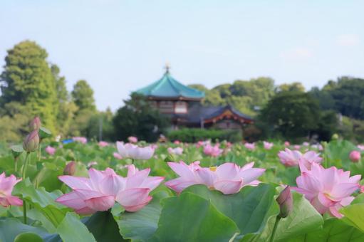 並んで咲く蓮の花 上野公園不忍池 並んで咲く蓮の花 上野公園不忍池の写真