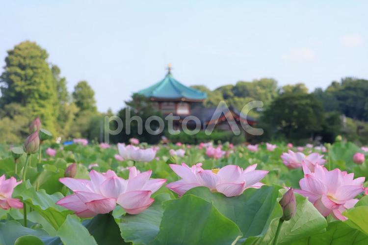 並んで咲く蓮の花　上野公園不忍池 蓮の花,不忍池,上野公園の写真素材