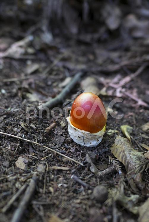 タマゴタケ幼菌 タマゴタケ,幼菌,きのこの写真素材