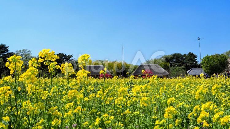 ひたち海浜公園・菜の花＆古民家（茨城県） 春,菜の花,古民家の写真素材