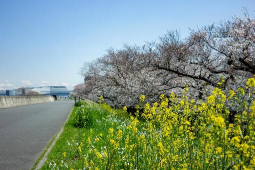 河川敷の菜の花と桜の写真