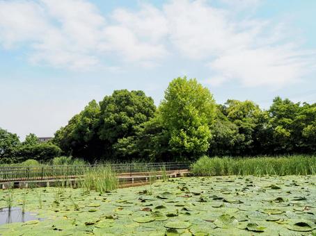 水元公園のオニバス池&緑の草木(葛飾区) 水元公園のオニバス池&緑の草木(葛飾区)の写真