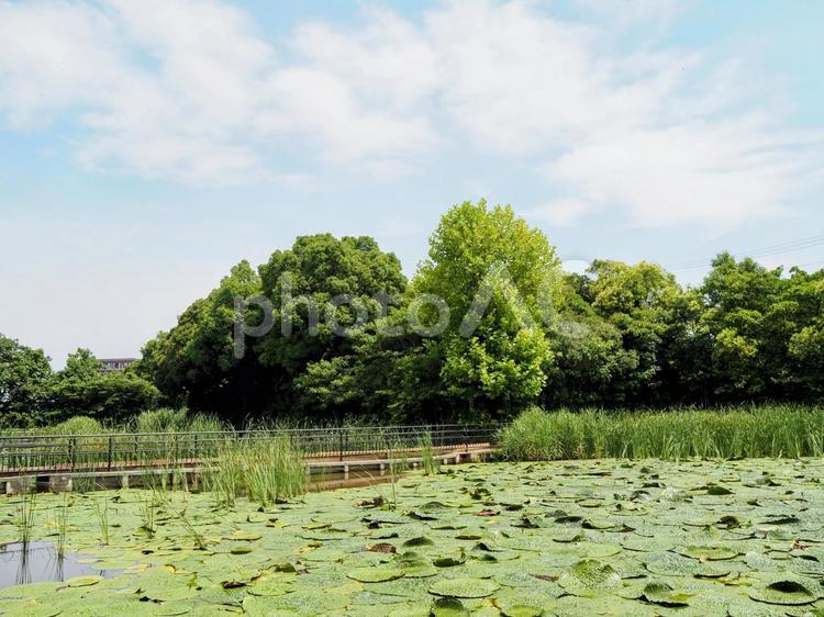 水元公園のオニバス池＆緑の草木（葛飾区） 夏,水元公園,オニバス池の写真素材