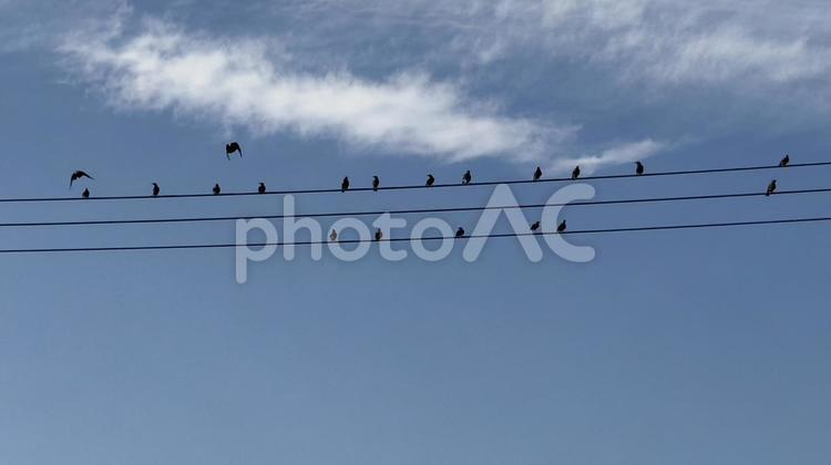 音符の様に止まる電線の鳥 青空,鳥,電柱の写真素材