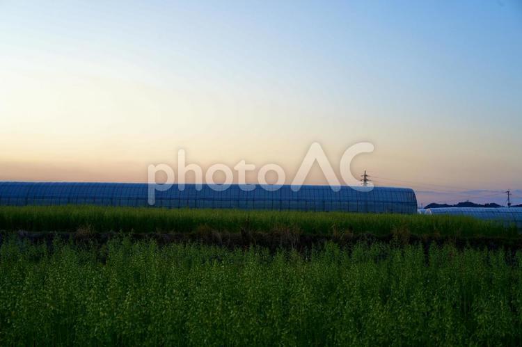 田舎の風景 景色,晴れ,夕方の写真素材