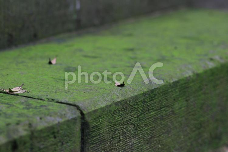 階段の苔（8月撮影） 苔,コケ,自然の写真素材