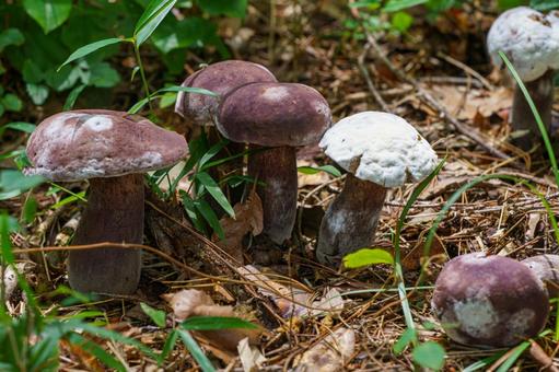 森の草地に群生するブドウニガイグチ 森の草地に群生するブドウニガイグチ キノコ,きのこ,自然の写真素材