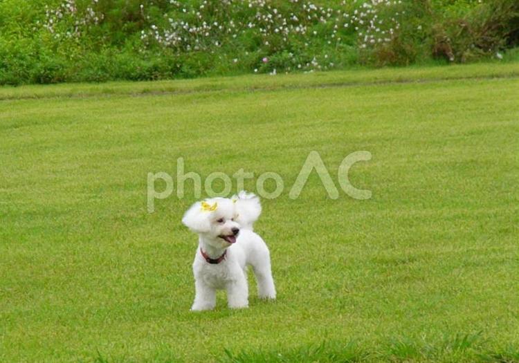ビションフリーゼと緑の芝生 ビションフリーゼ,犬,ペットの写真素材