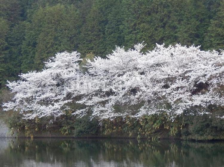 【桜の写真】桜が咲く風景 桜,さくら,サクラの写真素材