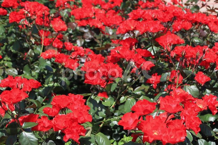 もうすぐ夏が来る丘の上のバラ園にて 薔薇,島田市ばらの丘公園,バラ園の写真素材