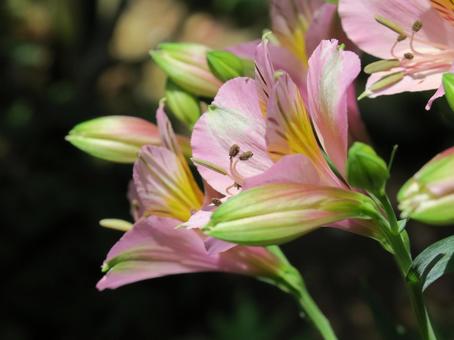 アルストロメリアの写真