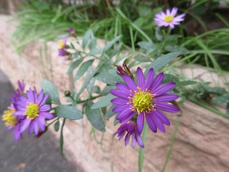 ノコンギク  ００７ ノコンギク,野菊,ムラサキの写真素材