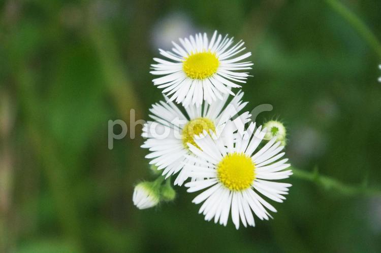 白い花：ヒメジョオン ヒメジョオン,花,野の花の写真素材