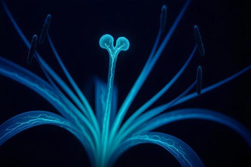 蛍光ブルーの花 蛍光ブルーの花の写真