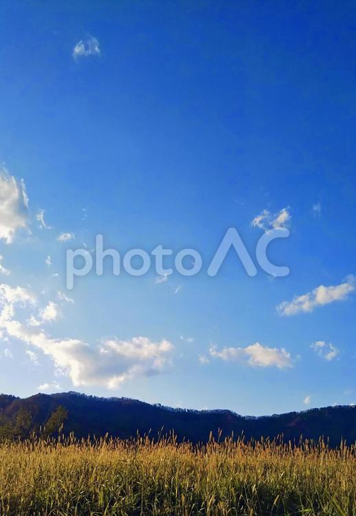 牧草越しの空と雲 草原,雲,青空の写真素材