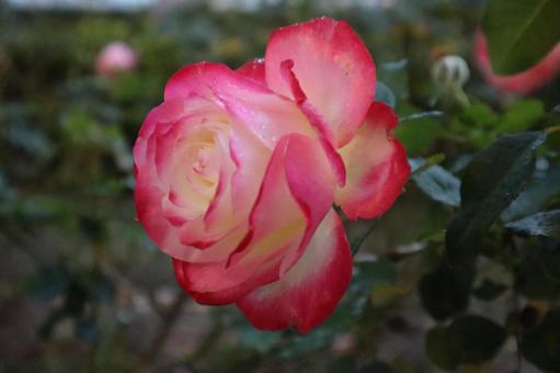 バラ園の鮮やかな薔薇を撮りましたの写真