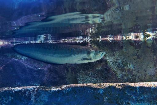 シルバーアロワナ シルバーアロワナ,水族館,アクアリウムの写真素材