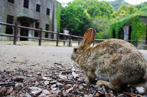 遠くを見つめるウサギ うさぎ,日本,動物の写真素材