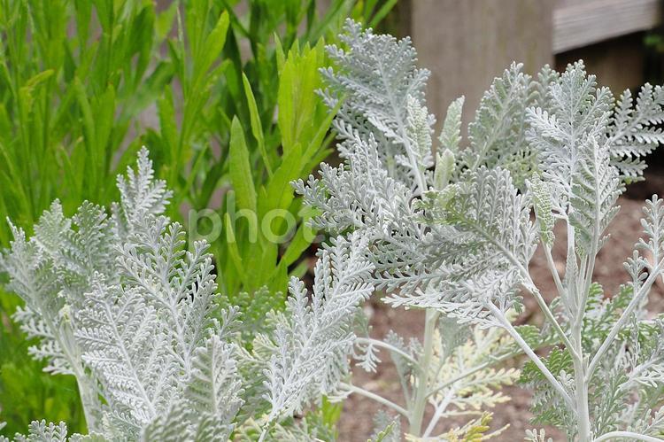植物　シロタエギク シロタエギク,植物,葉の写真素材