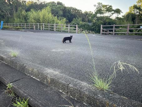 黒野良猫； 猫,黒猫,野良猫の写真素材